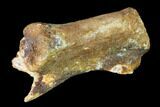 Fossil Dinosaur Caudal Vertebra - Morocco #144828-3